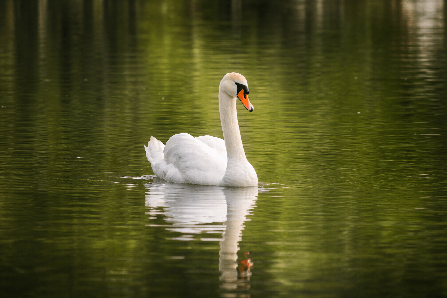 Henry the Swan on the calm green lake
