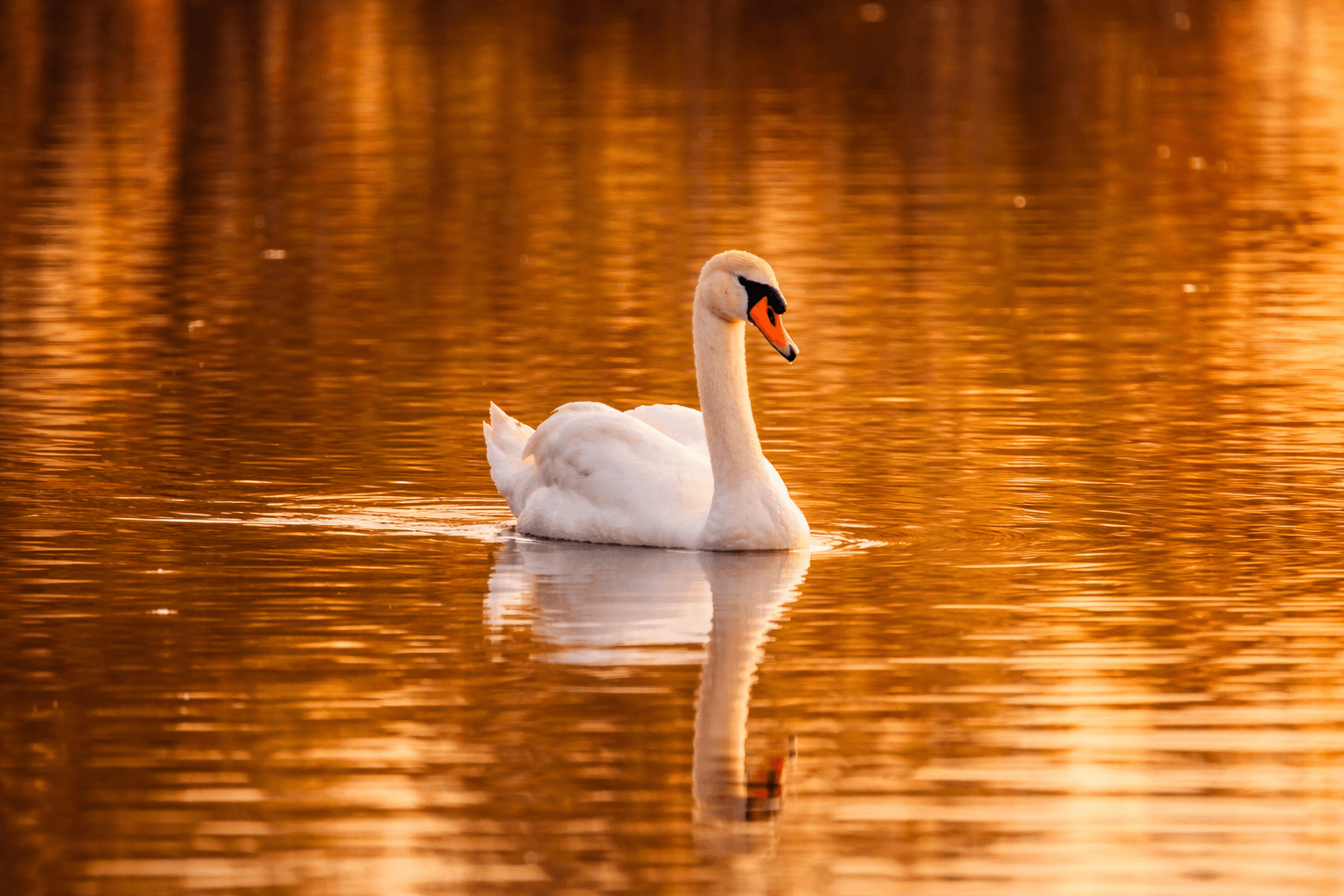 Henry the Swan at sunset on the lake at Country Acres