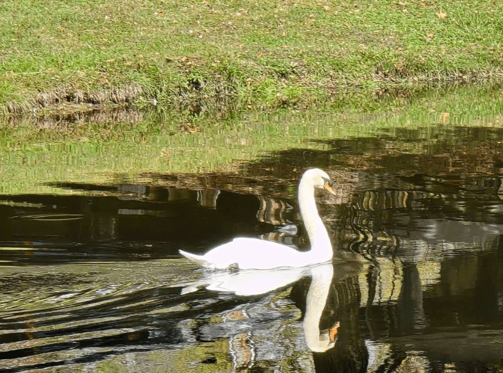 Henry the Swan & the Town Square